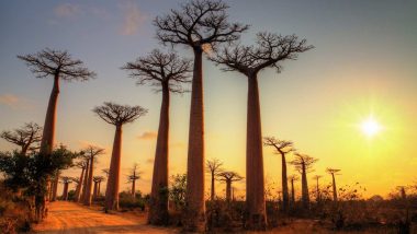 Learn Malagasy Online – Level 1