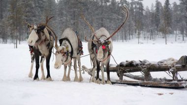 Learn Saami Online – Level 1